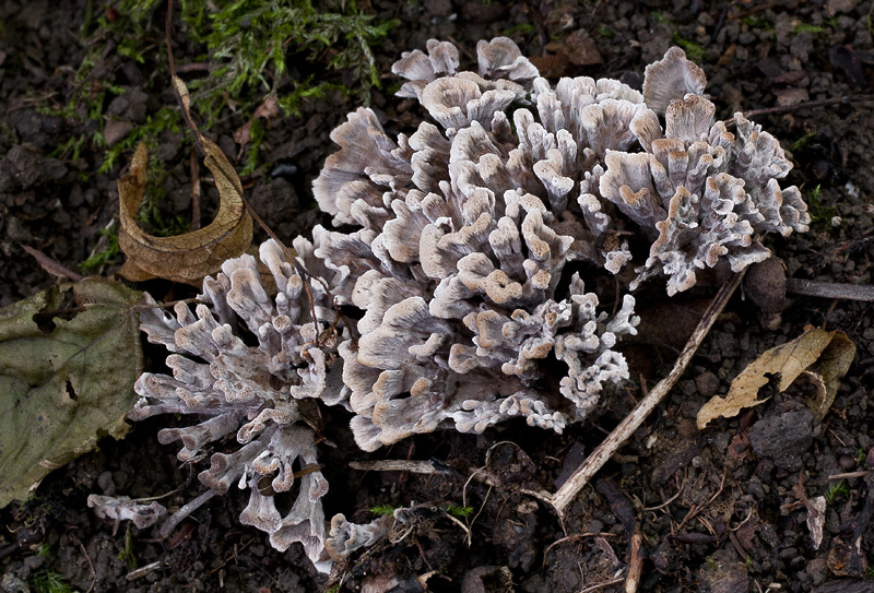 Thelephora anthocephala